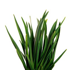 large bunch of green leaves of garlic on an isolated white background. bouquet of green grass isolate