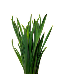 large bunch of green leaves of garlic on an isolated white background. bouquet of green grass isolate