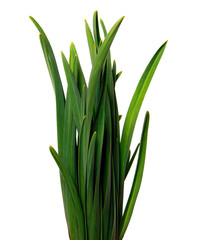 large bunch of green leaves of garlic on an isolated white background. bouquet of green grass isolate
