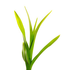 bunch of green leaves of the daylily flower on an isolated white background. bouquet of green grass isolate