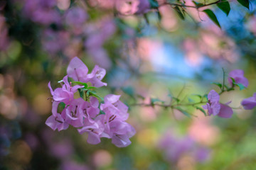 Closeup Colorful blooming bougainvillea in garden with blue sky in background.