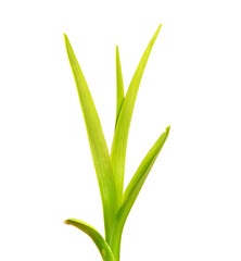 bunch of green leaves of the daylily flower on an isolated white background. bouquet of green grass isolate