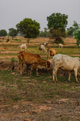 Cows are eating grass