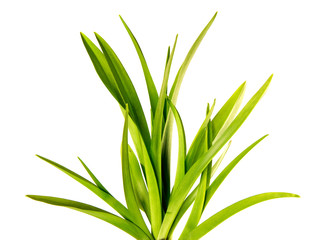 bunch of green leaves of the daylily flower on an isolated white background. bouquet of green grass isolate - 263161251