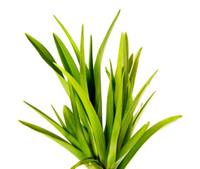 bunch of green leaves of the daylily flower on an isolated white background. bouquet of green grass...