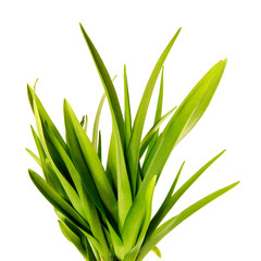 bunch of green leaves of the daylily flower on an isolated white background. bouquet of green grass isolate