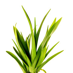 bunch of green leaves of the daylily flower on an isolated white background. bouquet of green grass isolate