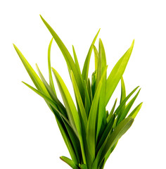 bunch of green leaves of the daylily flower on an isolated white background. bouquet of green grass isolate
