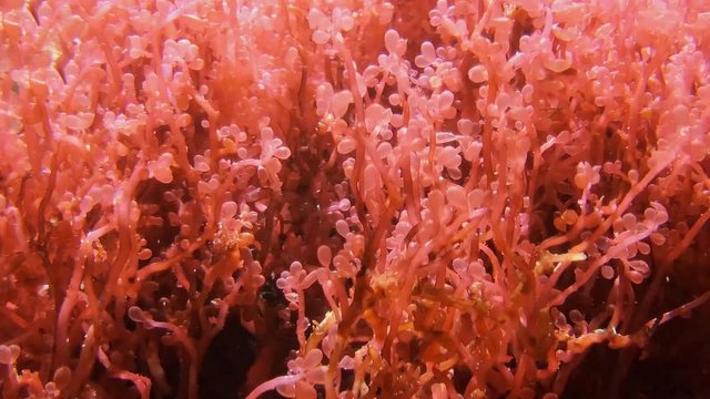 Soft coral with pink bubbles, pulsing corals in underwater world. Footage of gorgonians or Alcyonacea, ruby marine seaweed, underwater world. Pulsatory colony of red Heteroxenia fuscescens