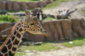 View of a Giraffe's neck and head