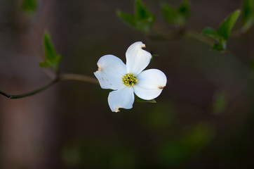 First Bloom Dogwood Flower