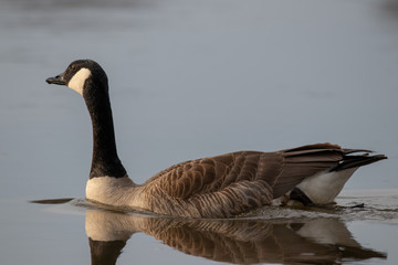 canadian goose in the water