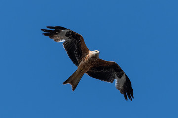 Red kite (Milvus milvus) bird of prey