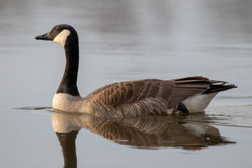 canada goose on water