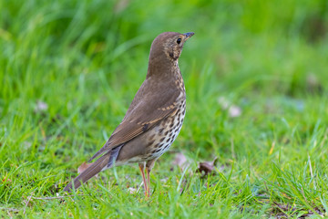 Song thrush (Turdus philomelos)