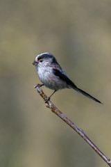 Fototapeta premium Long-tailed tit (Aegithalos caudatus) with food in bill