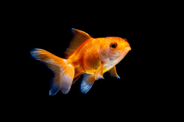 Gold fish or goldfish isolated on black background.