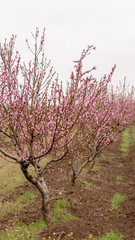 Fototapeta premium peach trees grow in a row in the garden