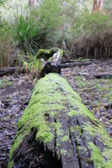 mossy log