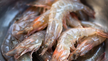 fresh shrimps on ice