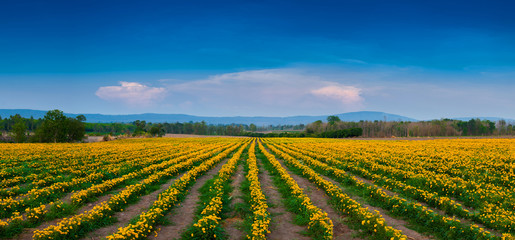  Panoramas, marigold fields in the countryside during the summer That the villagers planted for sale