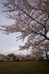 満開の桜