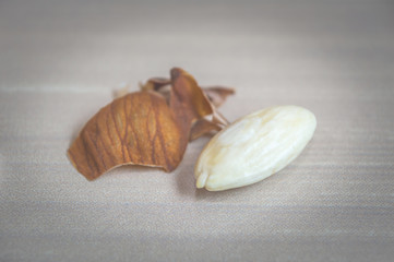 An almond peeled off its skin. White Almond kernel