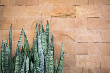 Devil tongue with brown stone wall background.