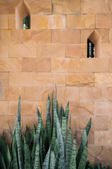 Devil tongue with brown stone wall background.