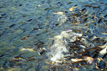Iridescent shark or Striped catfish in the River.