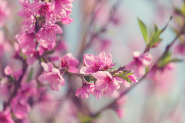 Blossom cherry