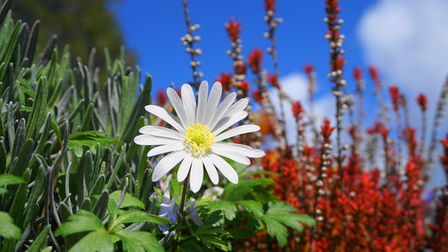 Anemone blanda White Splendour flower on colorful plants and blue sky background close up. Common names Balkan anemone, Grecian windflower or Winter windflower.