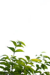Fresh and green leaves isolated on white background.