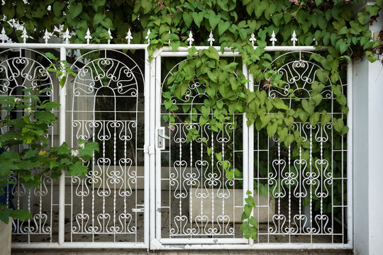 White Steel Door With Messy Of Green Leaf.