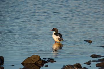Male Common merganser at sunrise in Stockholm
