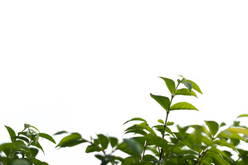 Fresh and green leaves isolated on white background.