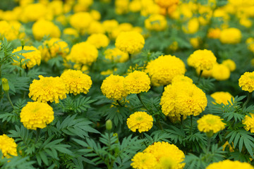 Marigolds in the park.