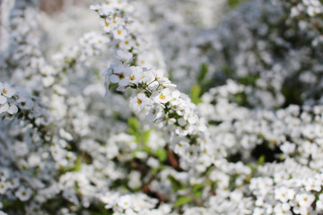富士川クラフトパークに咲くユキヤナギ