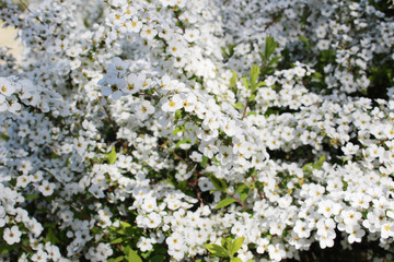 富士川クラフトパークに咲くユキヤナギ