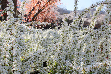 富士川クラフトパークに咲くユキヤナギ