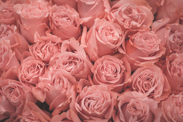 Texture of pink roses. The photo is processed in vintage style, toning and light blur.