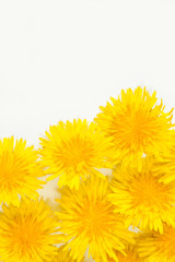 Dandelion on white background.  白色背景上のタンポポ