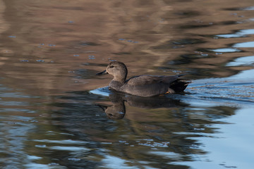 Female Common pochard ins apond in Stockholm