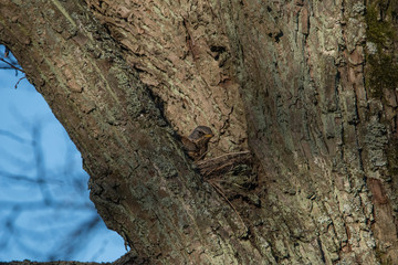 Fieldfare building a nest in a tree