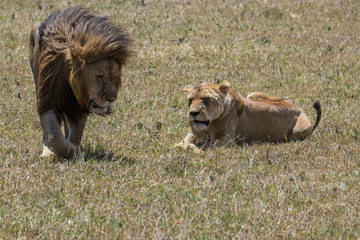 lion and lioness
