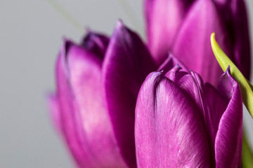 Purple tulips bouquet close up