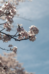 20190420 満月の桜1