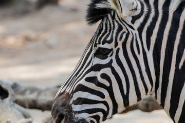 Fototapeta na wymiar Zebra wildlife animal head portrait close up on a blurry background