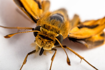 Close up photo of a skipper butterfly