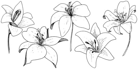 Vector Lily floral botanical flower. Engraved ink art on white background. Isolated lilium illustration element.